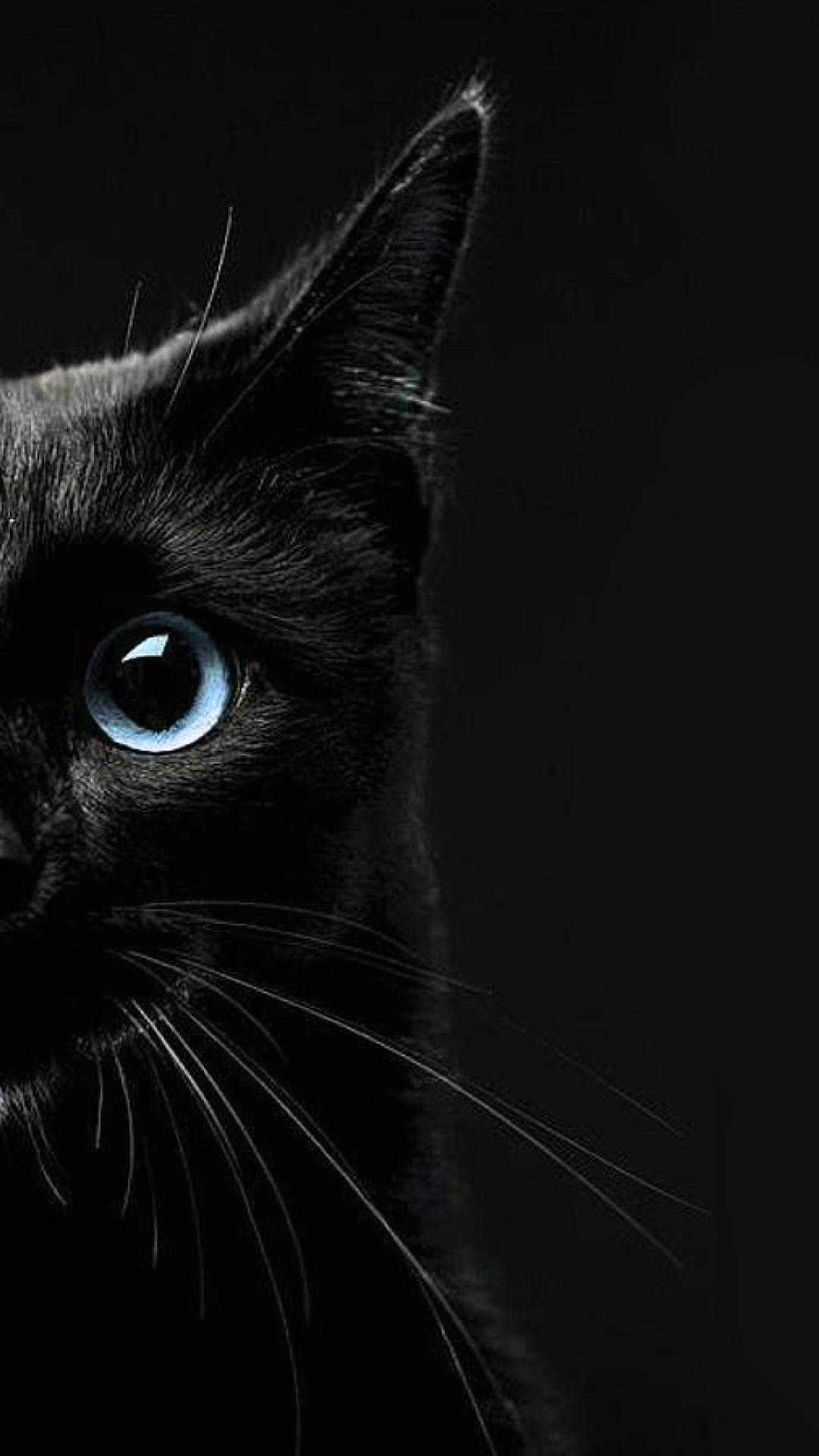 Black Cat Wallpapers