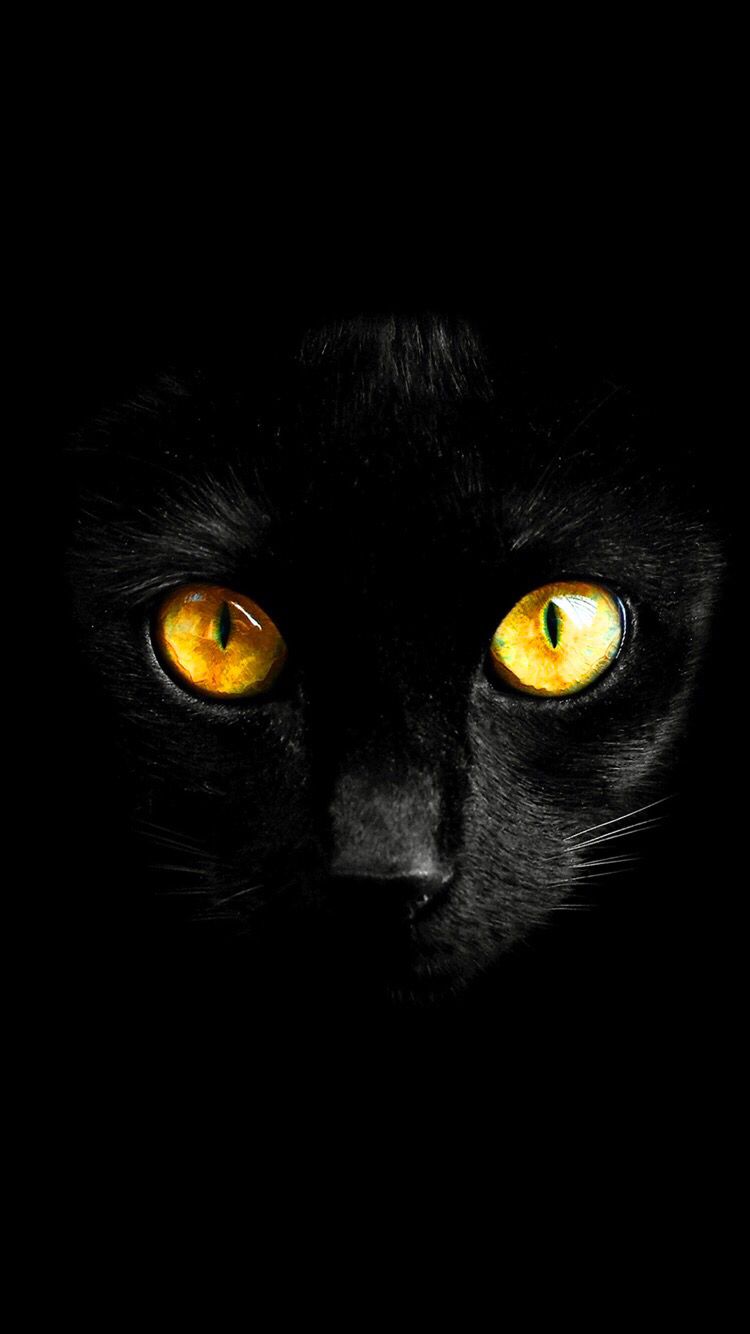 Black Cat Wallpapers