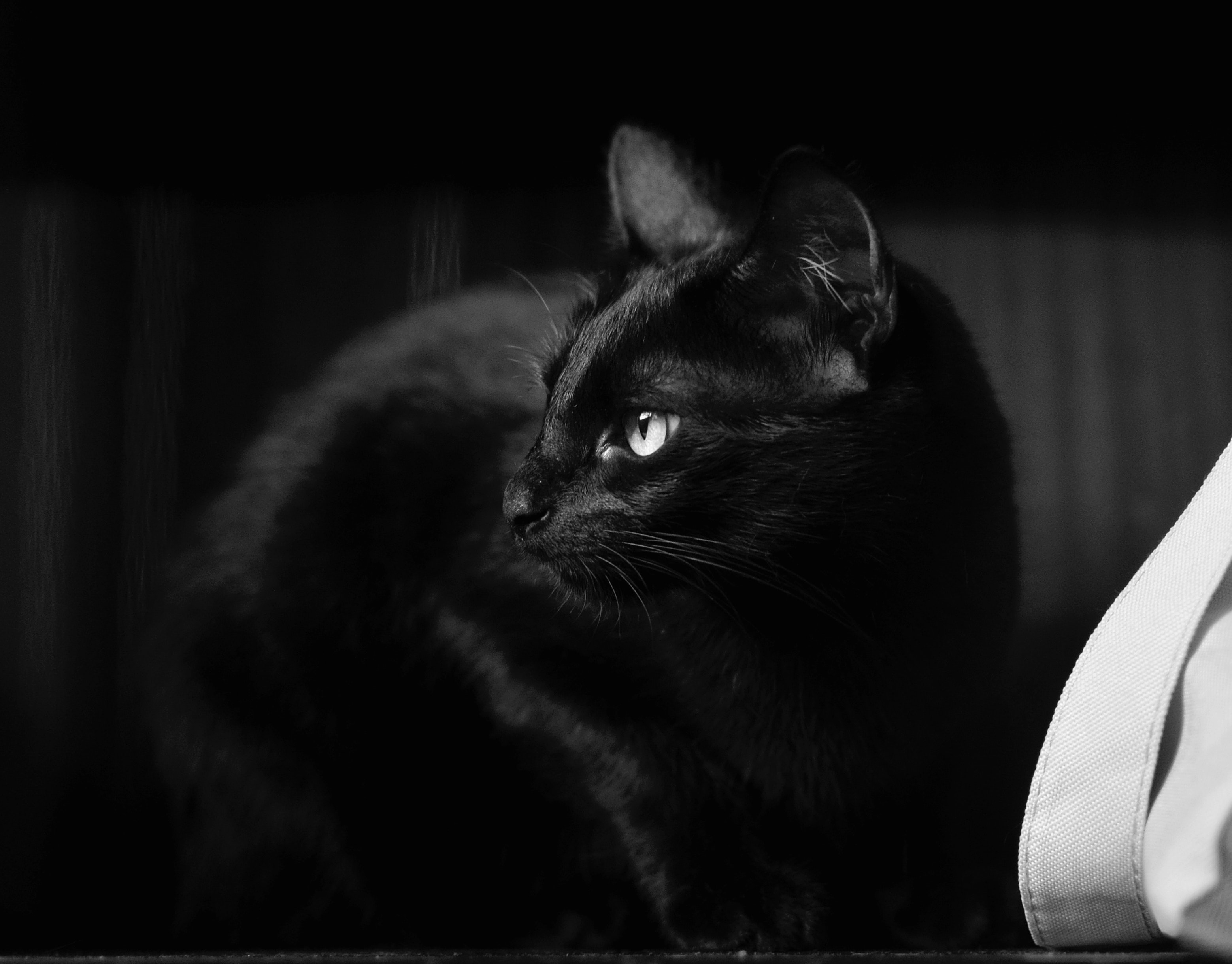 Black Cat Wallpapers