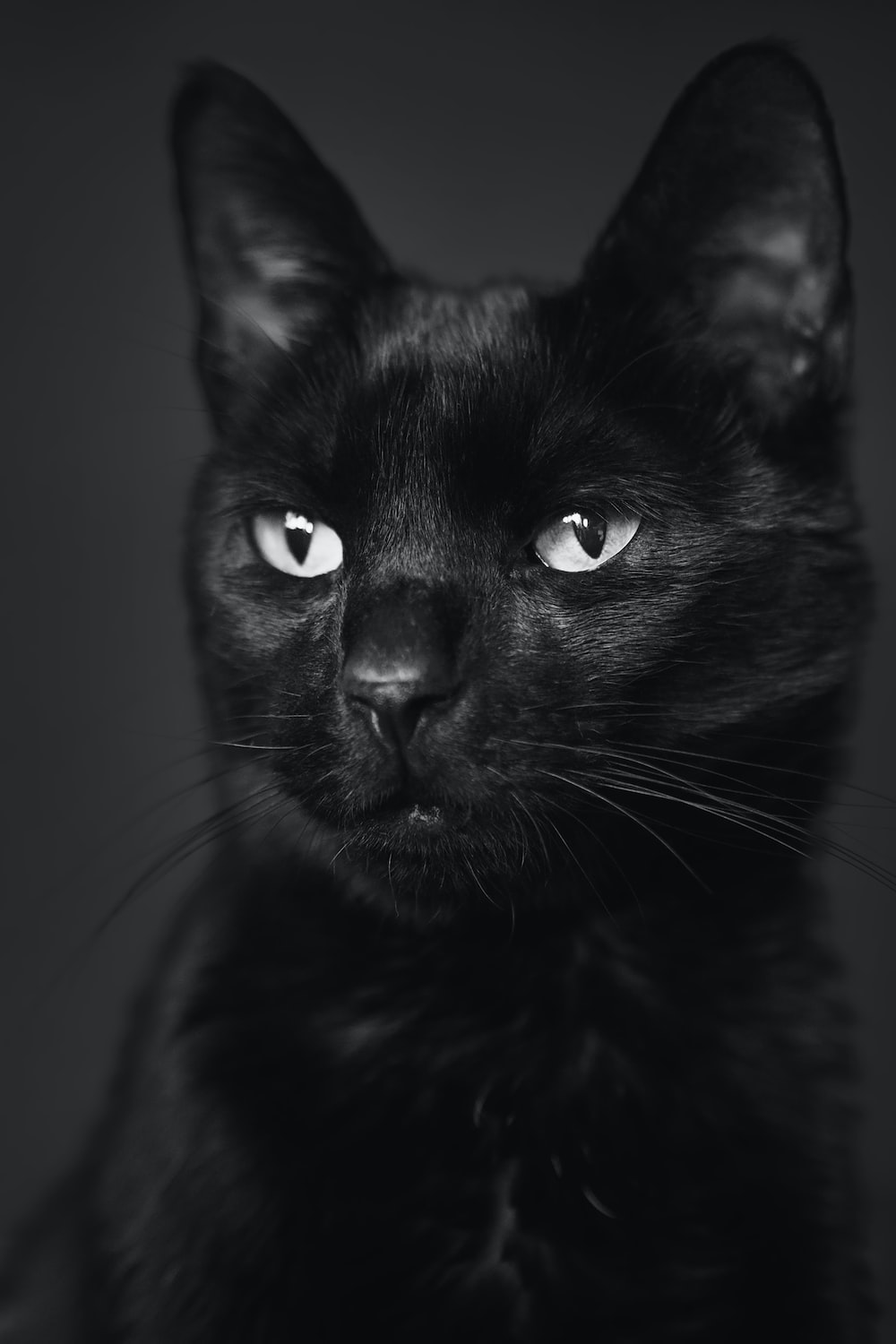 Black Cat Wallpapers