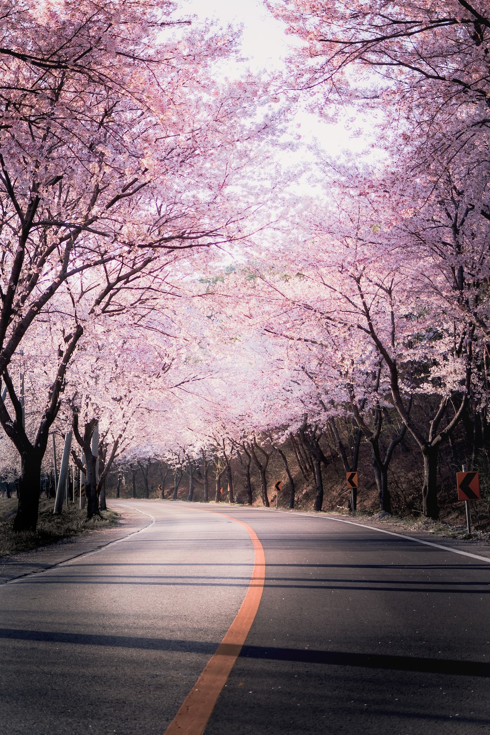 Highway Blossoms Hd Wallpapers