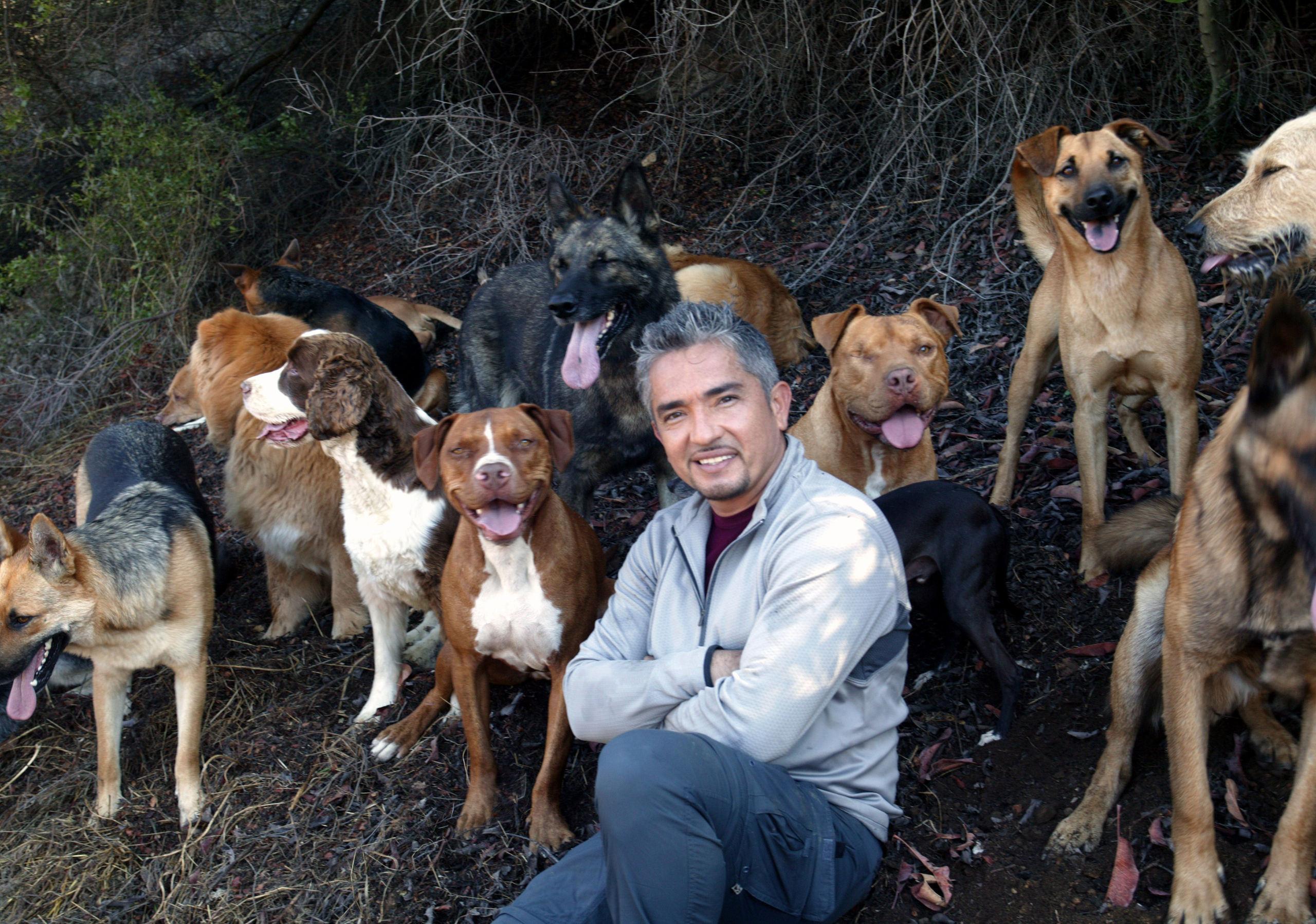 Cesar Millan Wallpapers