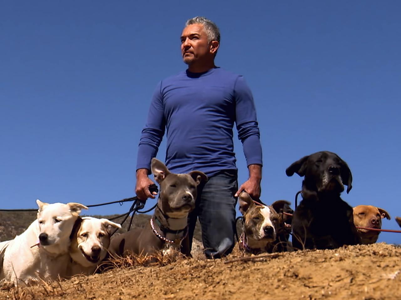 Cesar Millan Wallpapers