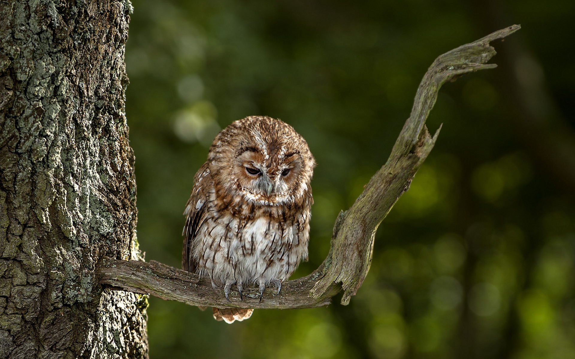 Maisie Williams with Owl Wallpapers