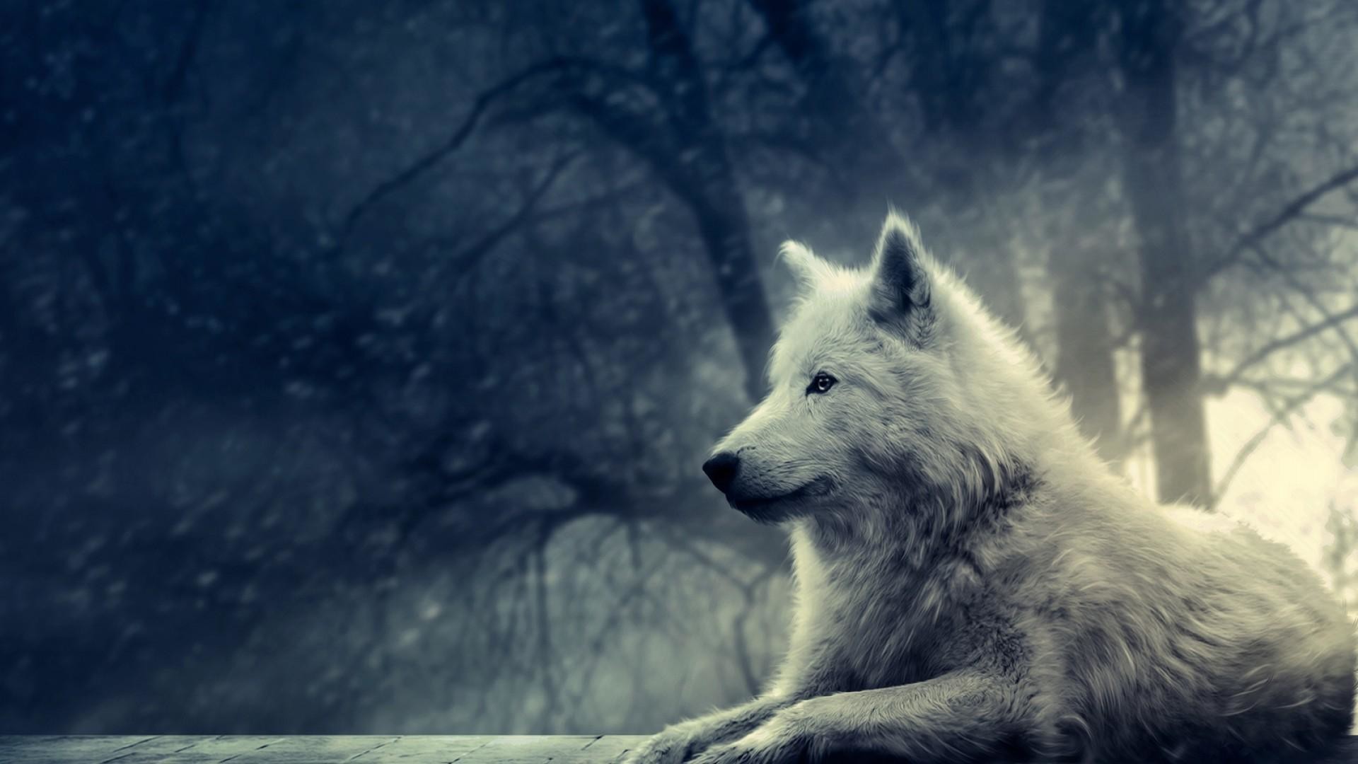 E Wolf Wallpapers