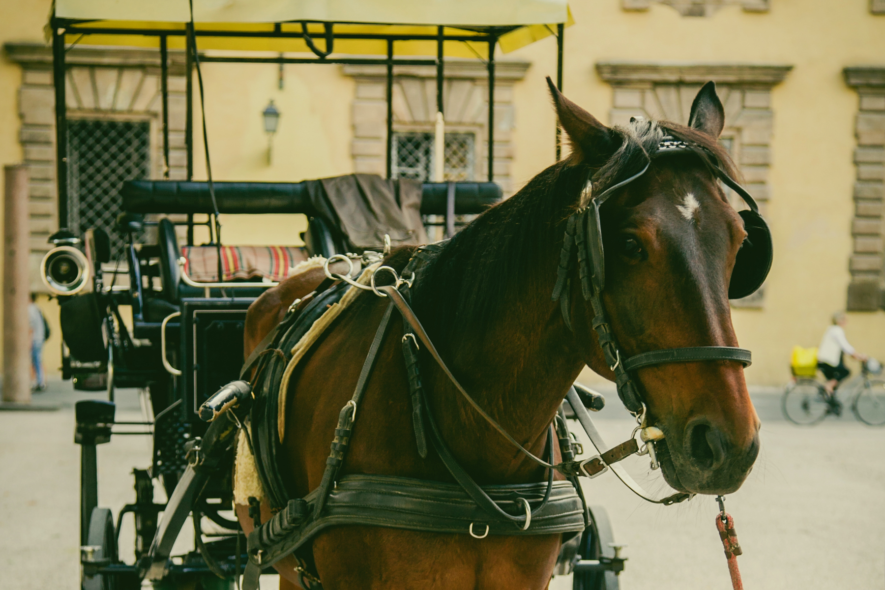 Horse Drawn Vehicle Wallpapers