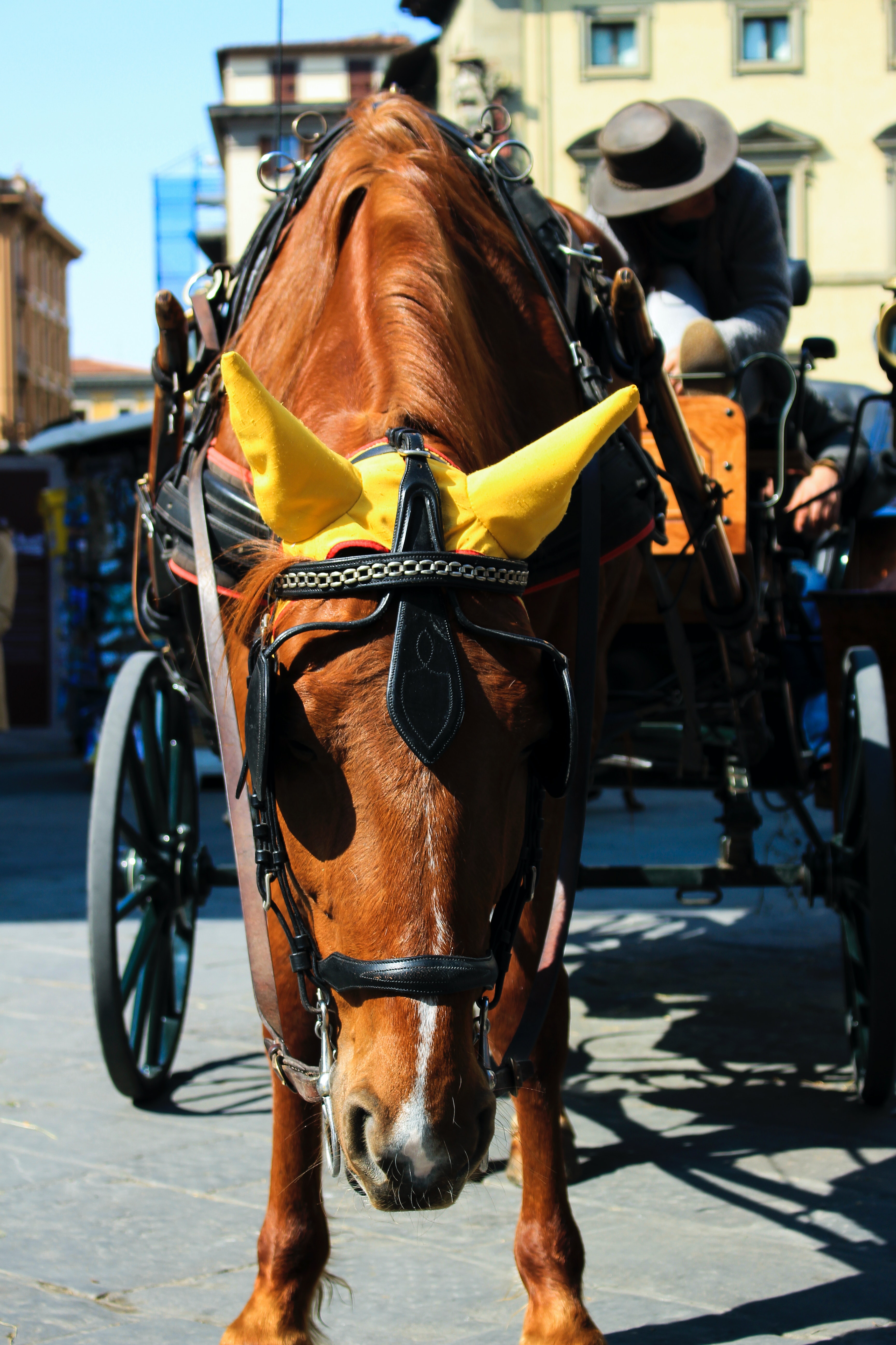 Horse Drawn Vehicle Wallpapers