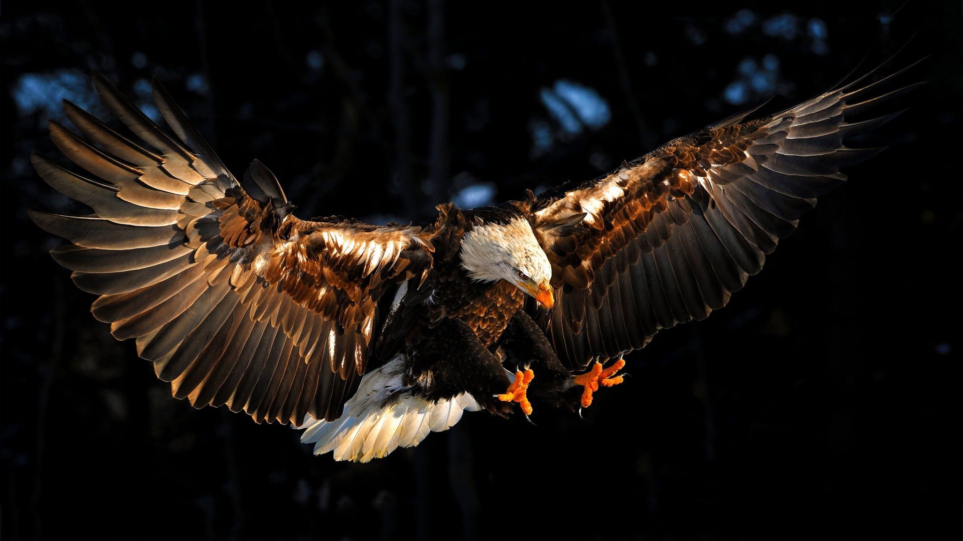 International Eagle Wallpapers