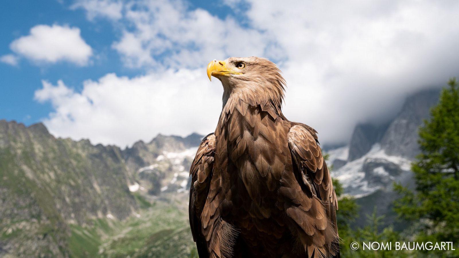 International Eagle Wallpapers