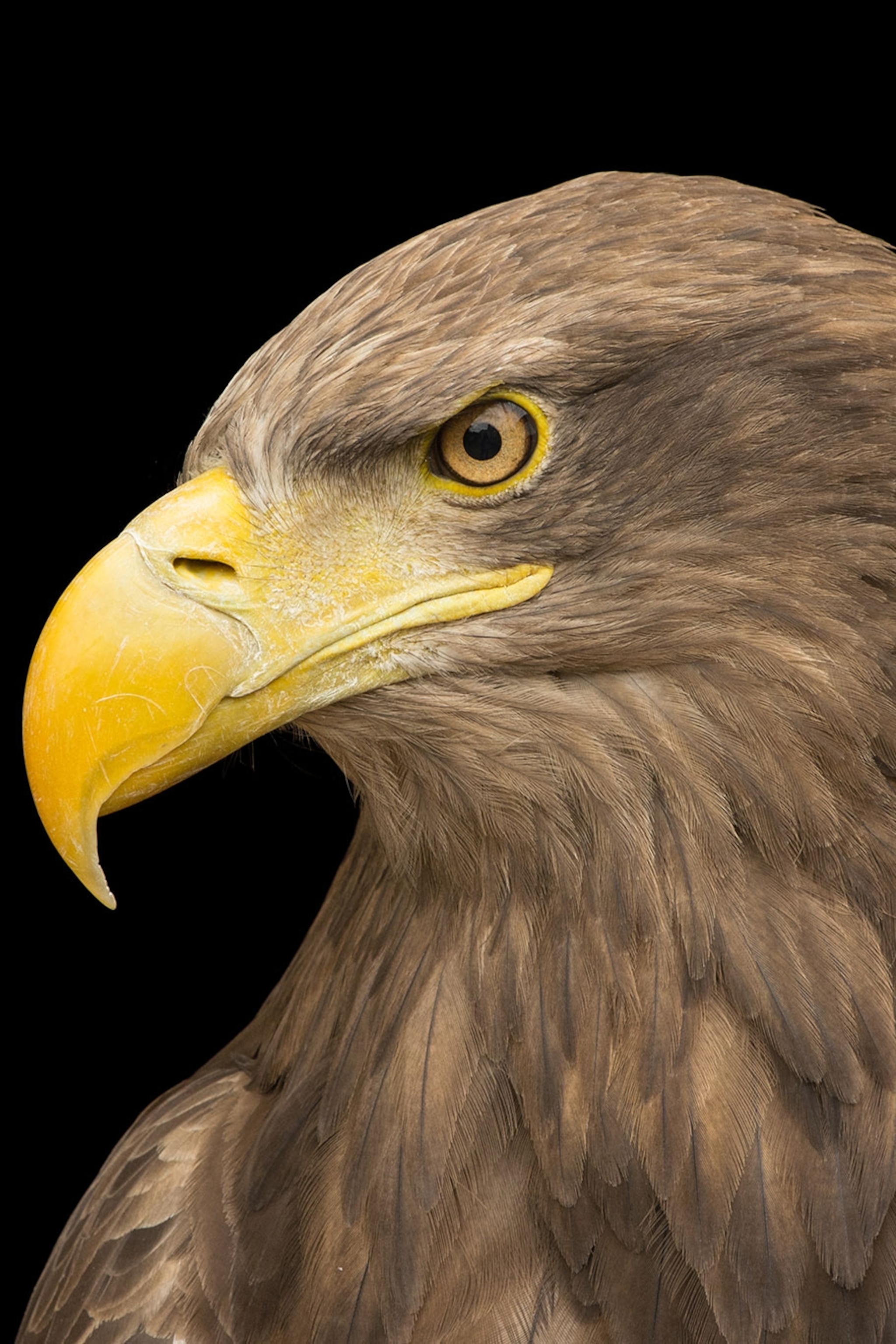 International Eagle Wallpapers