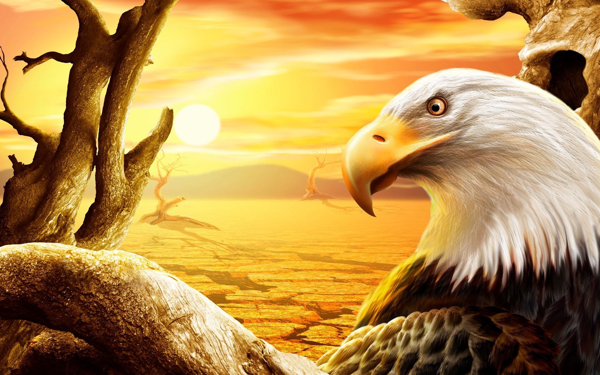 International Eagle Wallpapers