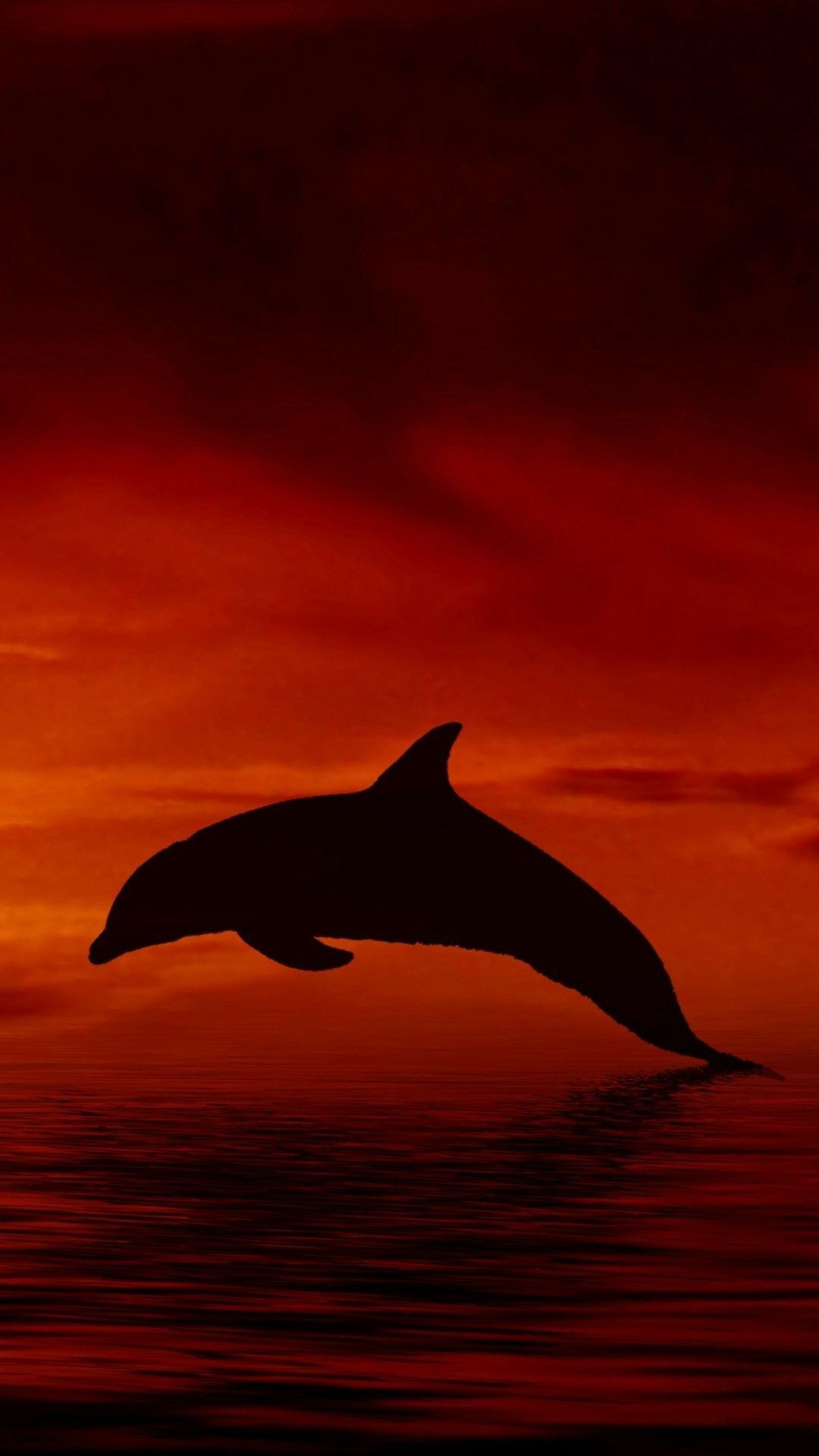 Viberti Golden Dolphin Wallpapers