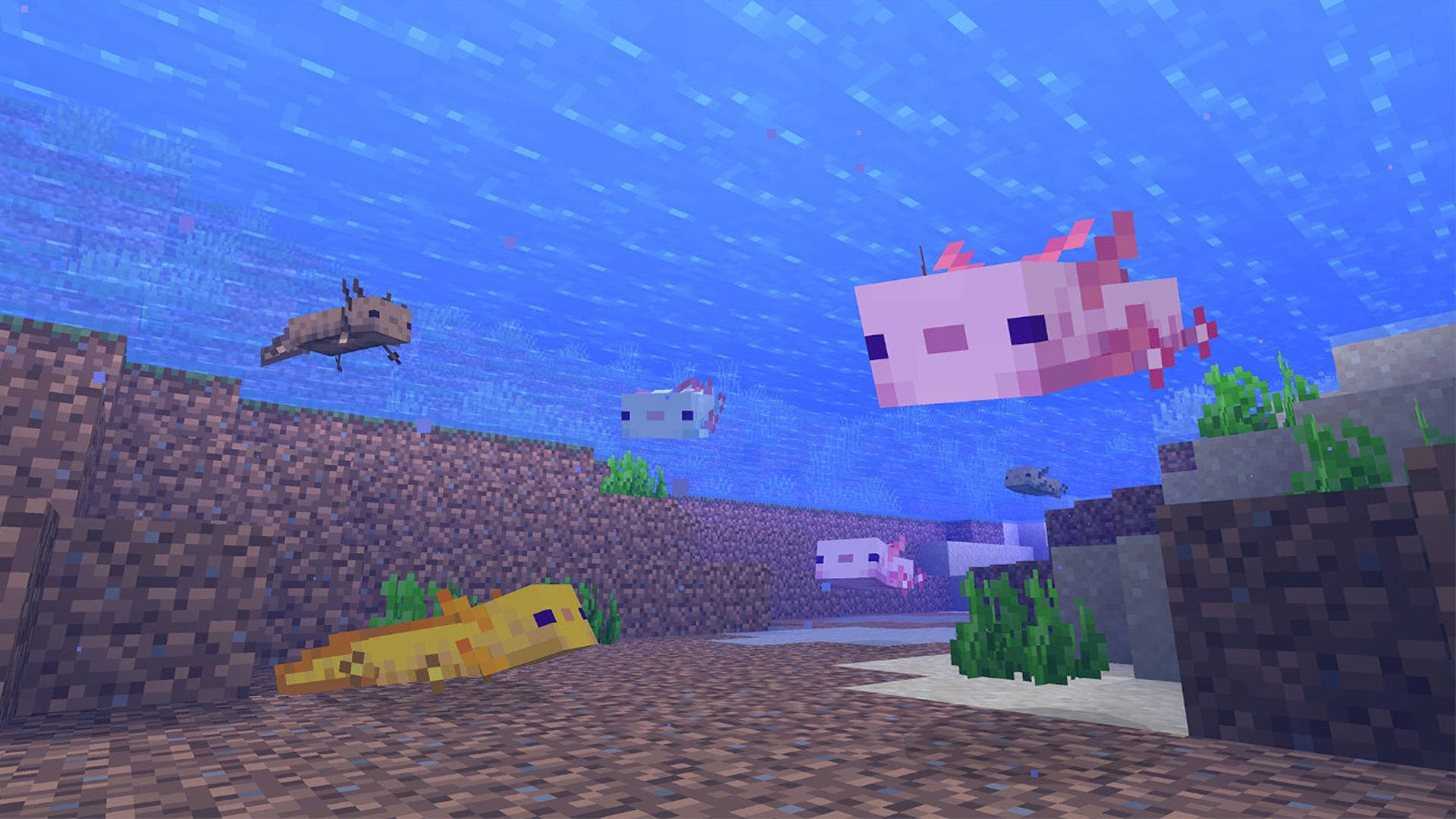 minecraft axolotl Wallpapers