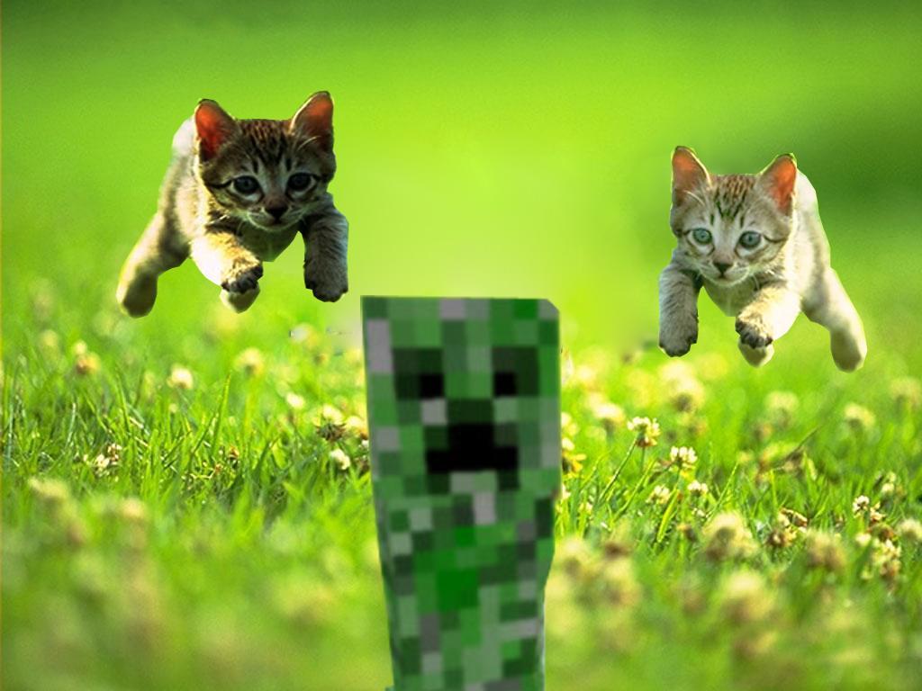 minecraft cat Wallpapers