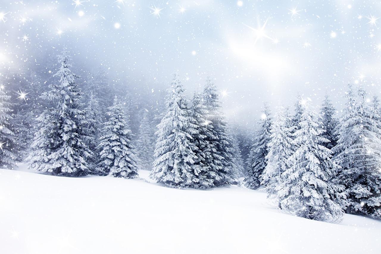 Winter Spruce Wallpapers