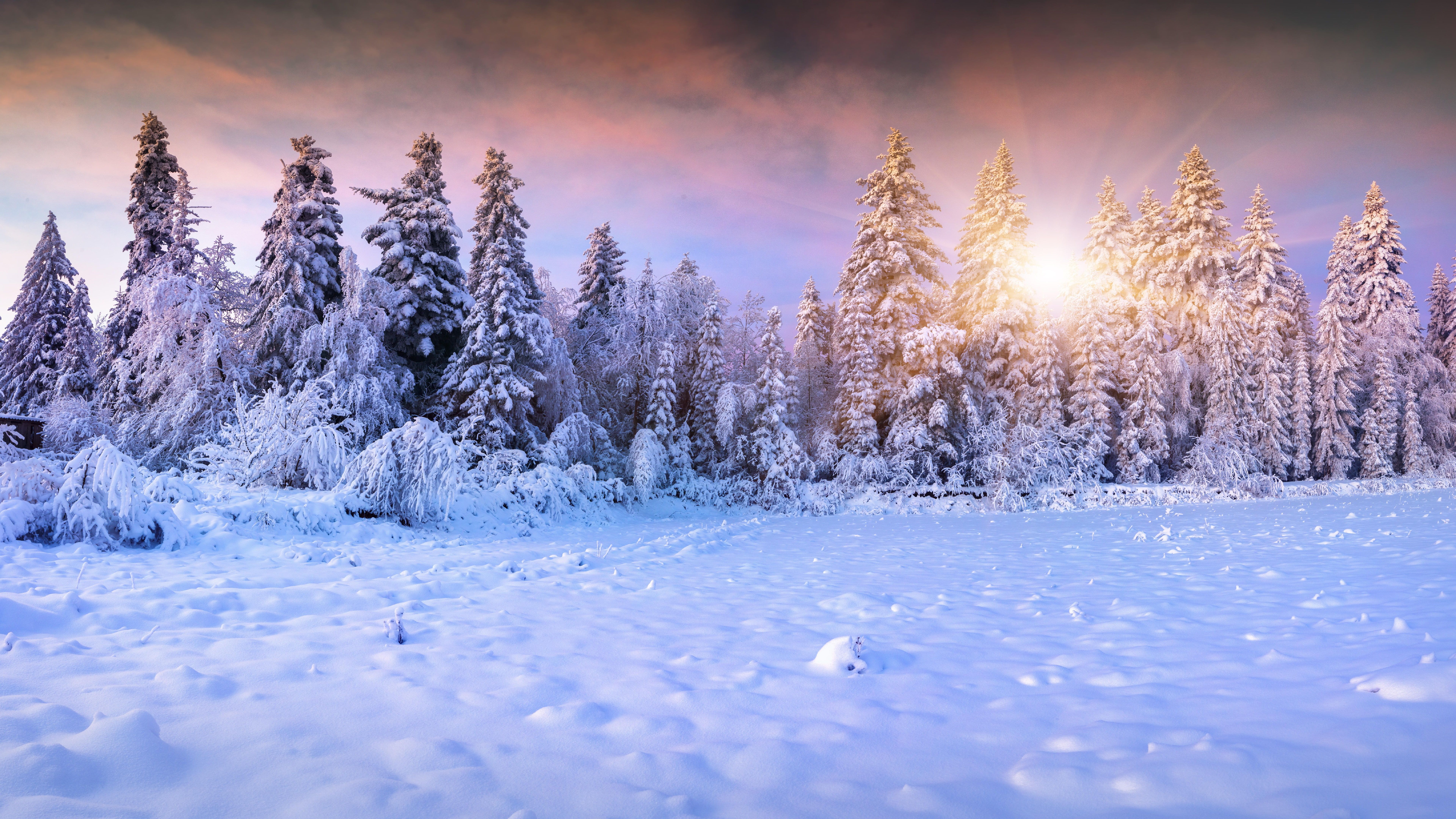 Winter Spruce Wallpapers