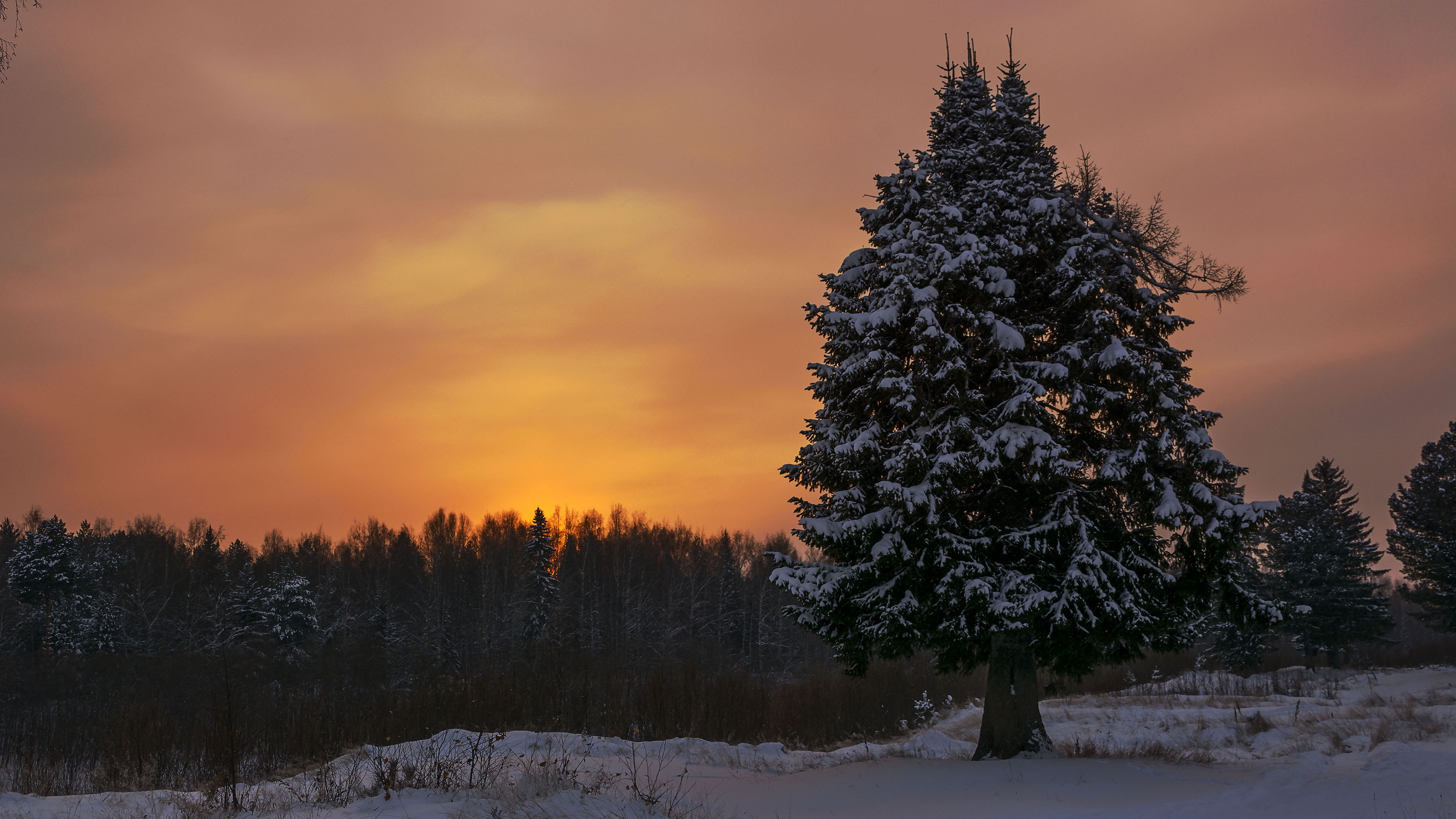 Winter Spruce Wallpapers