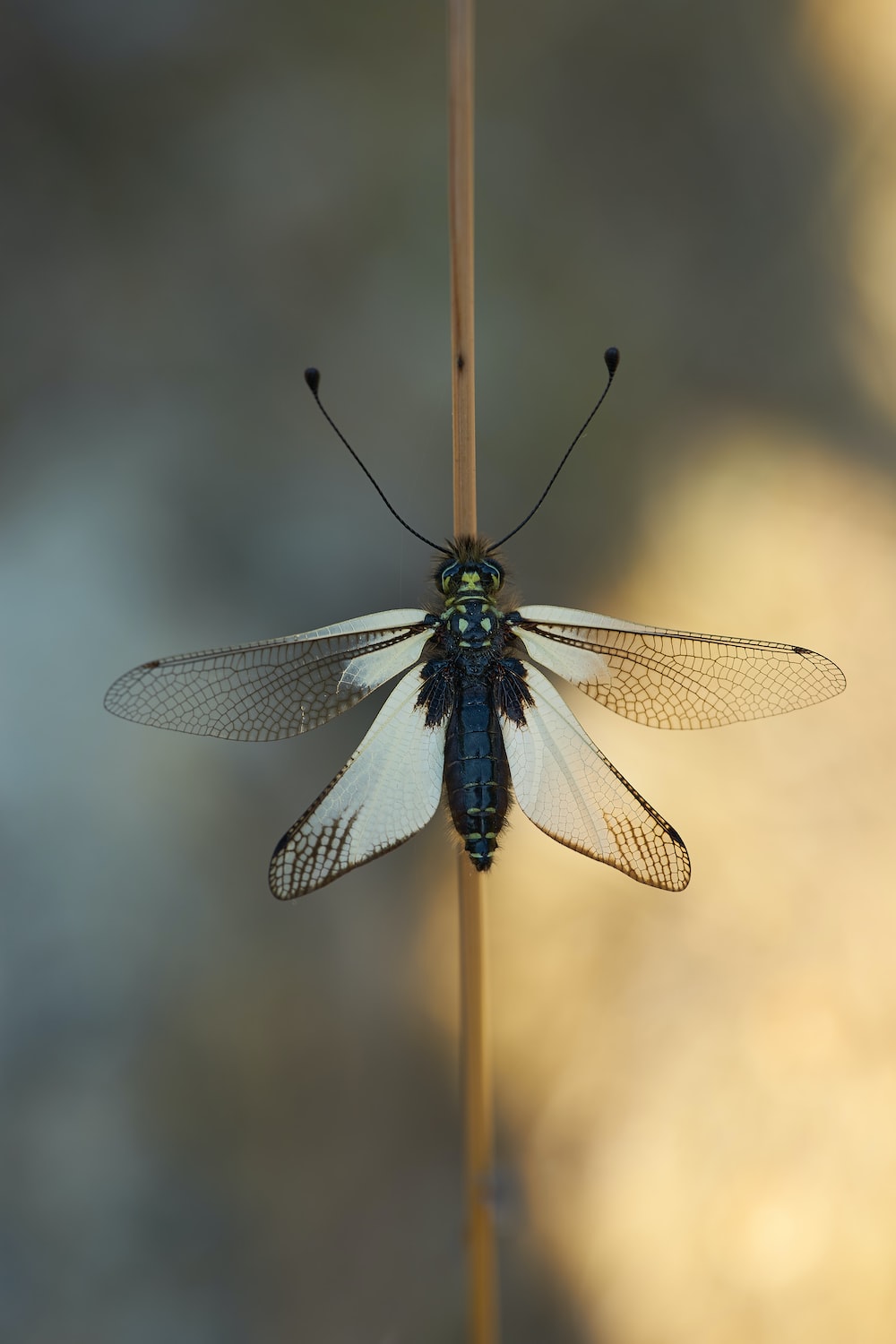 Dragonfly
 Wallpapers