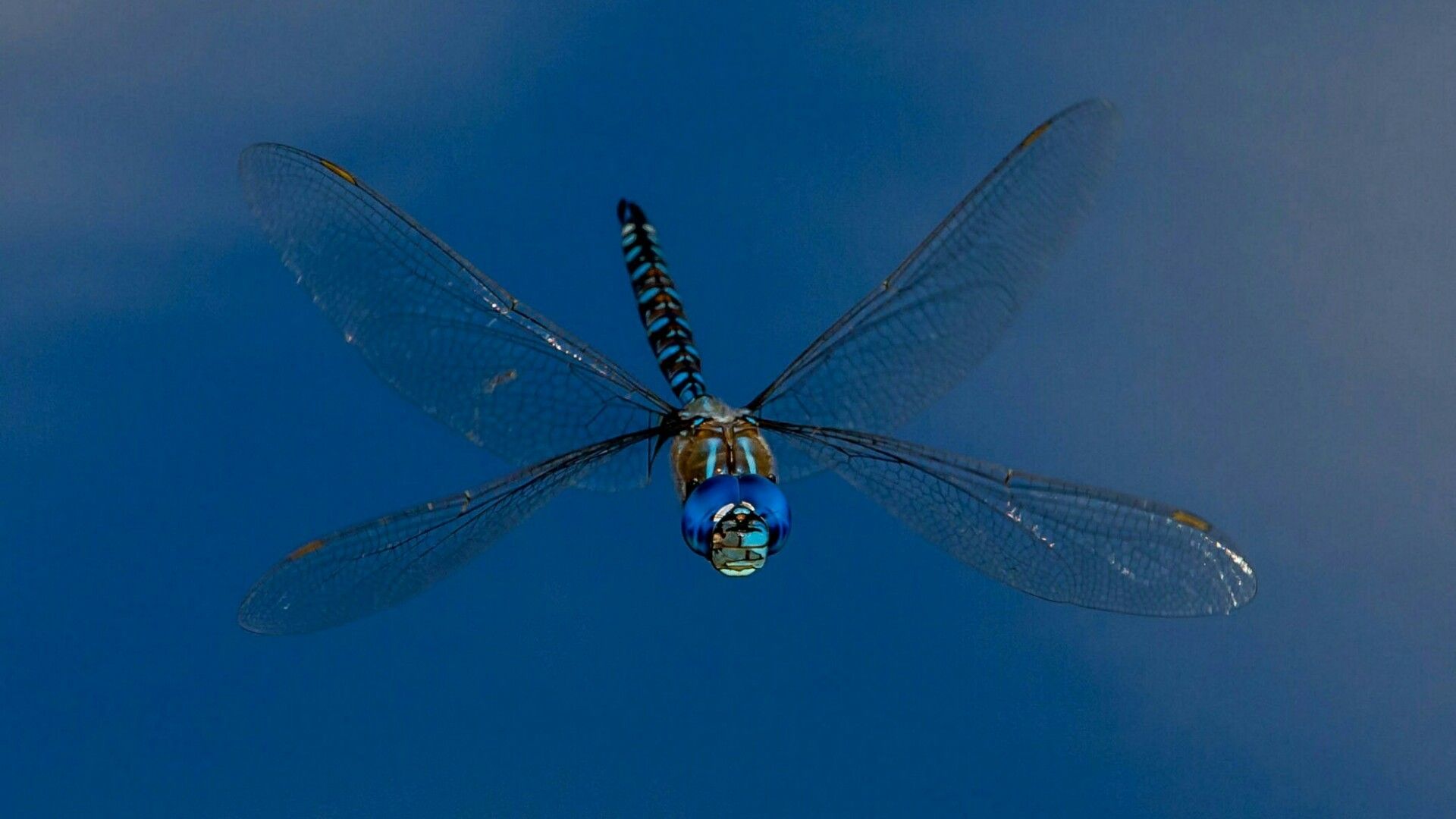 Dragonfly
 Wallpapers