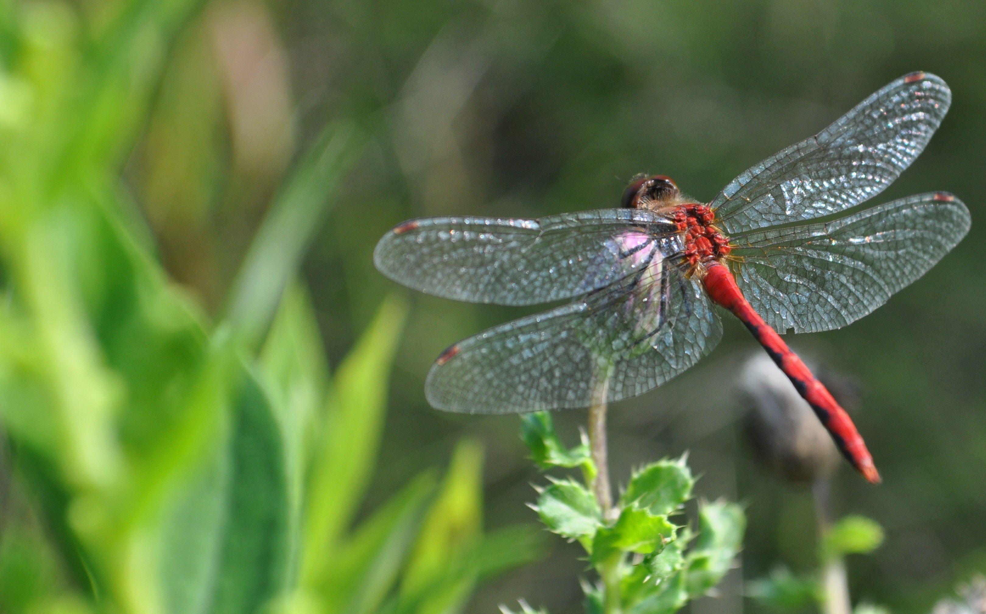 Dragonfly
 Wallpapers