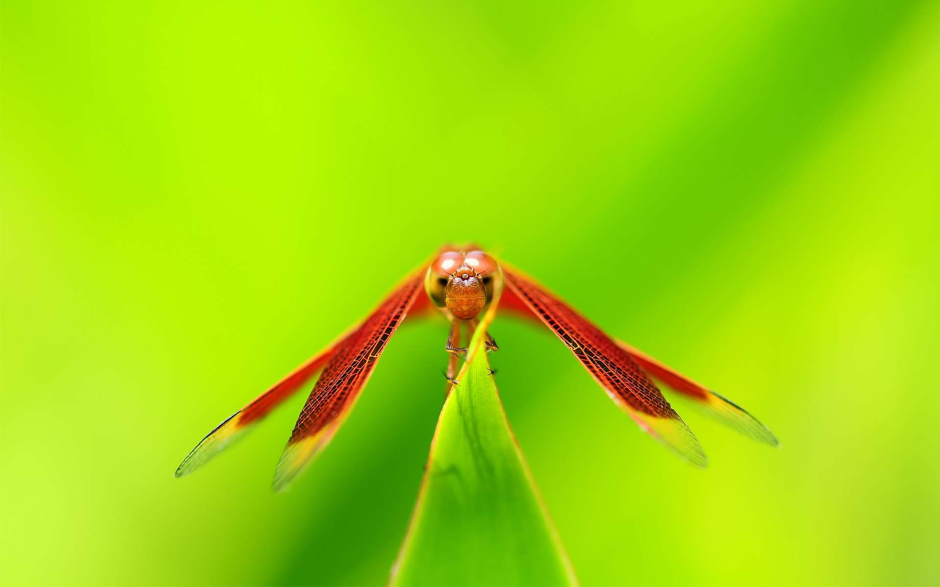 Dragonfly
 Wallpapers