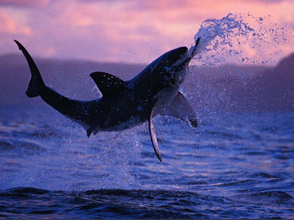 Flying Shark
 Wallpapers