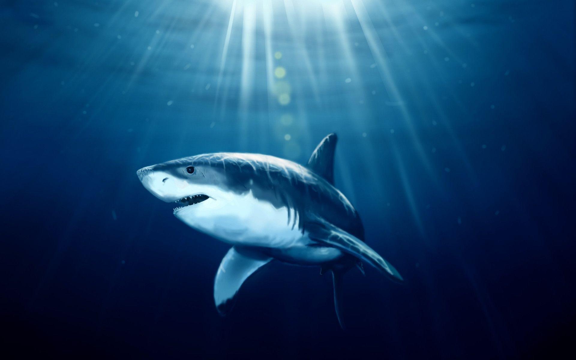 Flying Shark
 Wallpapers