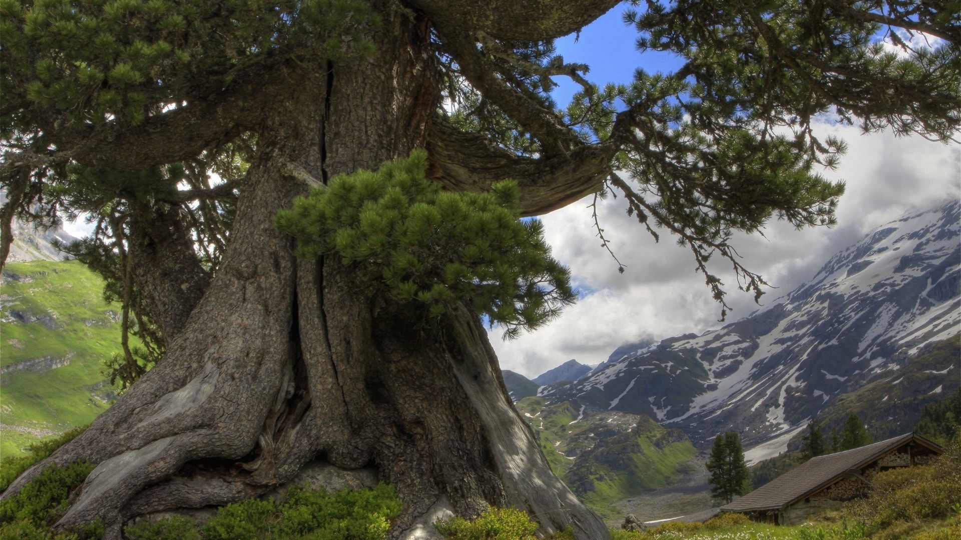 Giant Mountain Monster In Forest
 Wallpapers