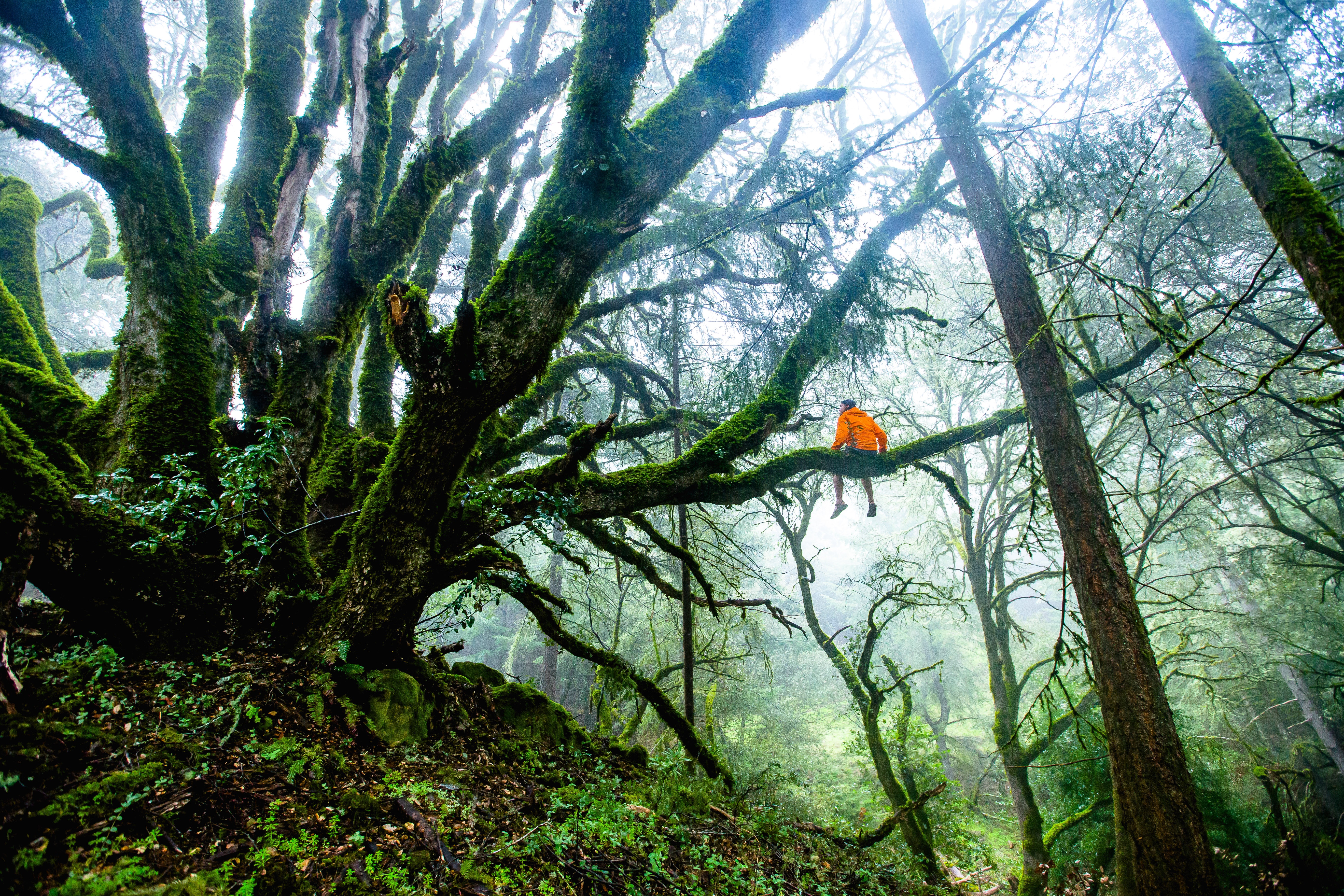 Giant Mountain Monster In Forest
 Wallpapers