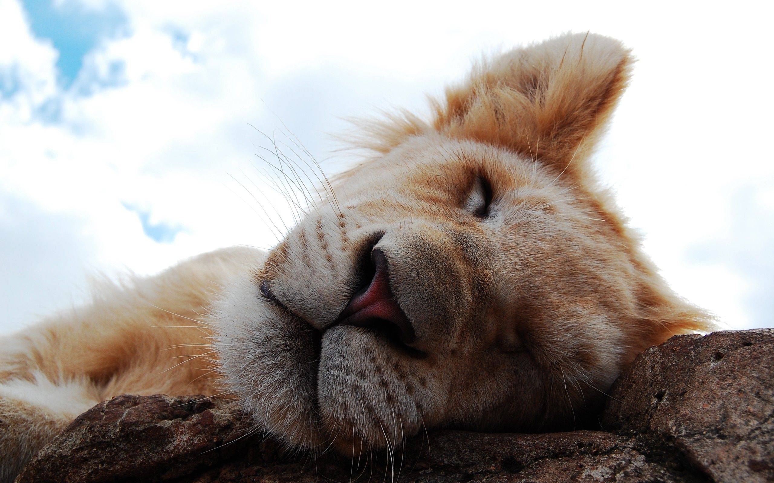 Girl Dreaming With Lion
 Wallpapers