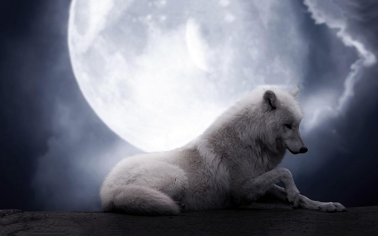 White Wolf Fantasy Life
 Wallpapers