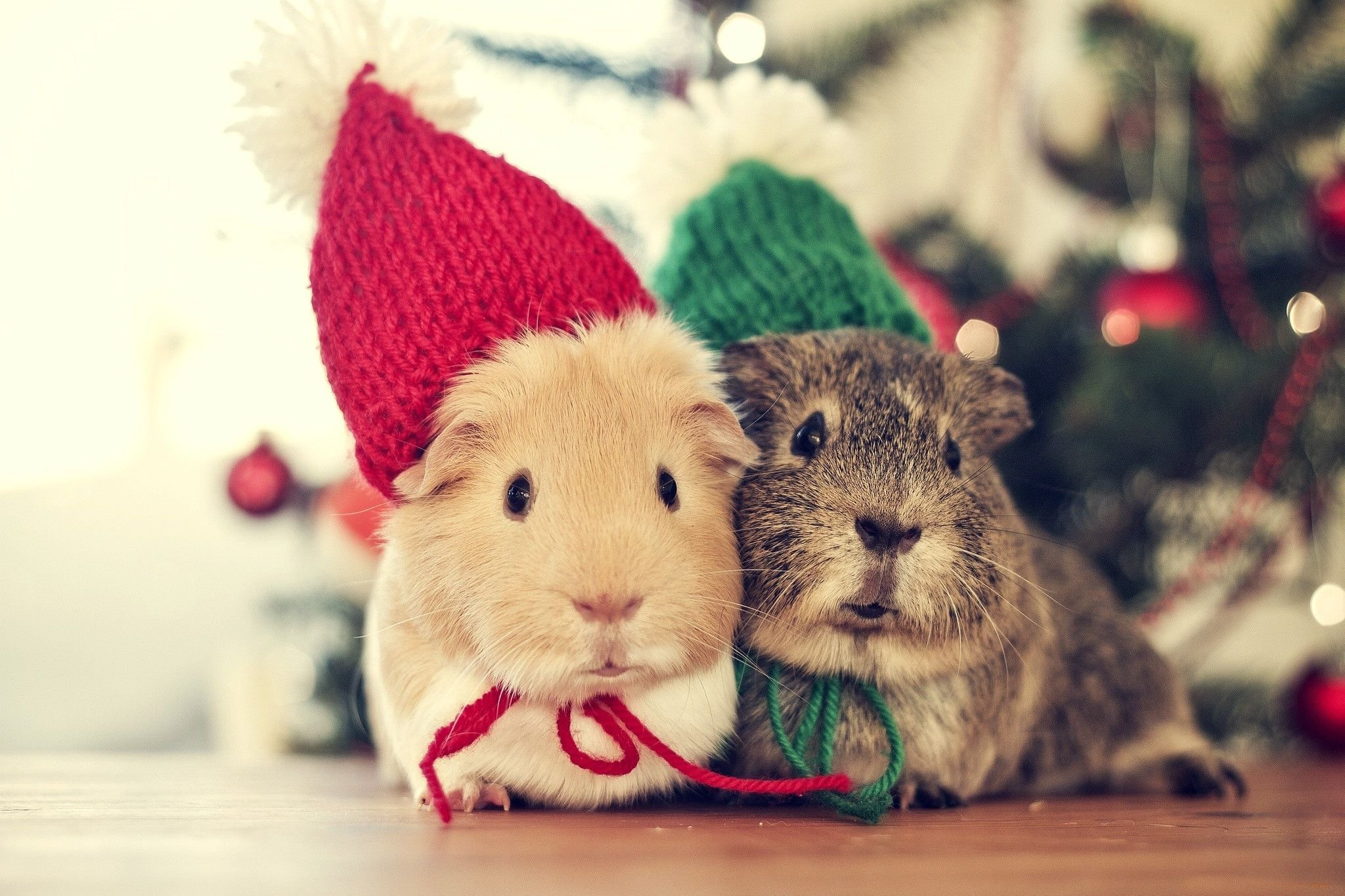 Christmas Animal Wallpapers