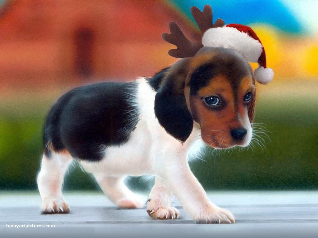 Christmas Animals Wallpapers