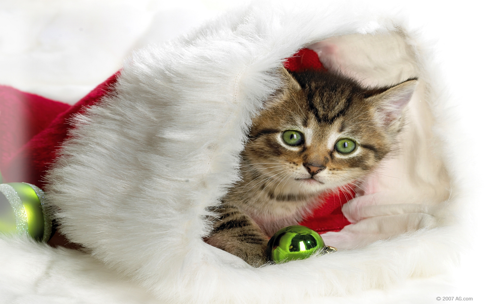 Christmas Animals Wallpapers