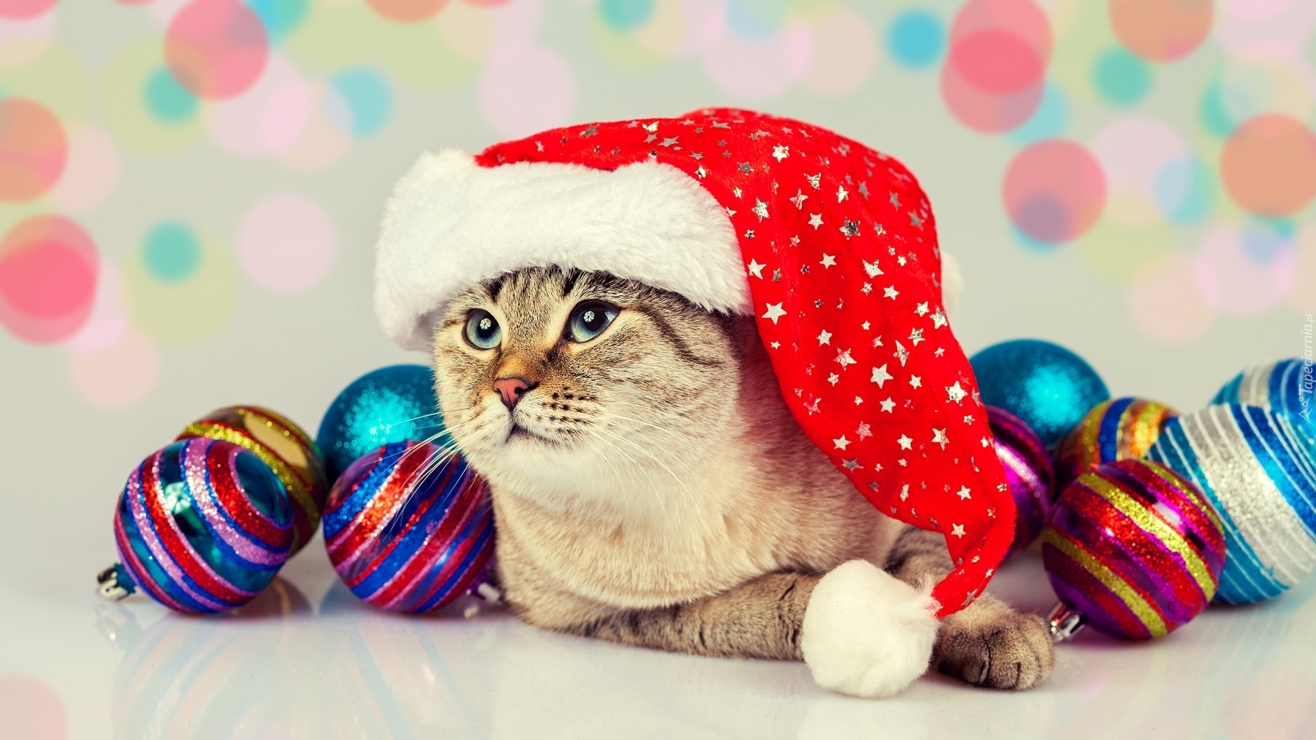 Christmas Animals Wallpapers