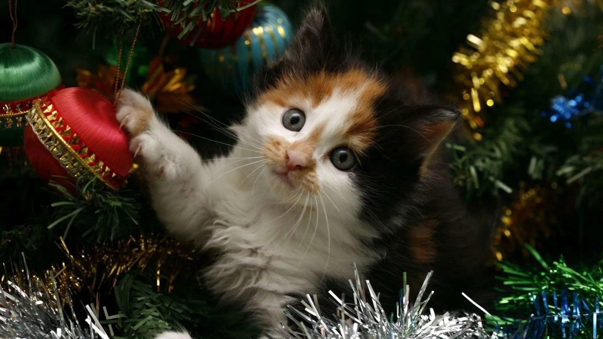 Christmas Cat Wallpapers