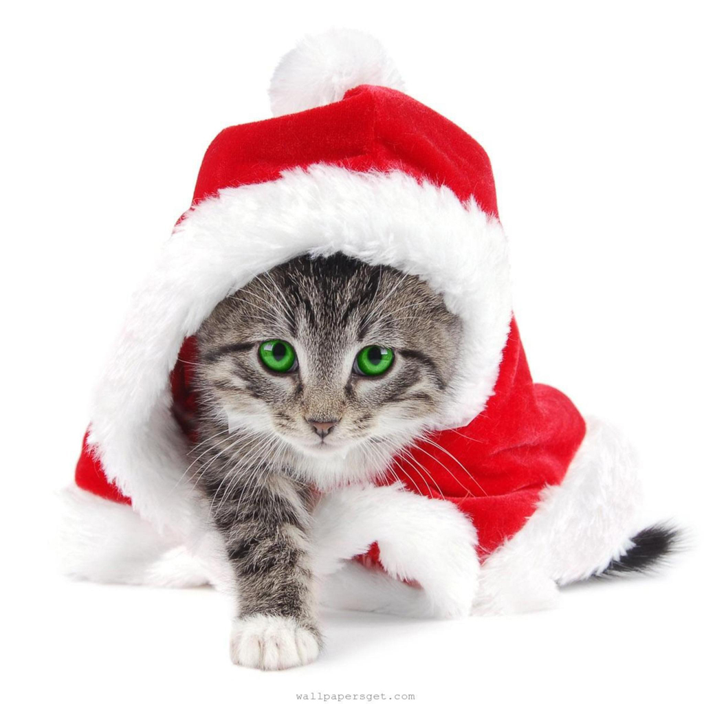 Christmas Cat Wallpapers