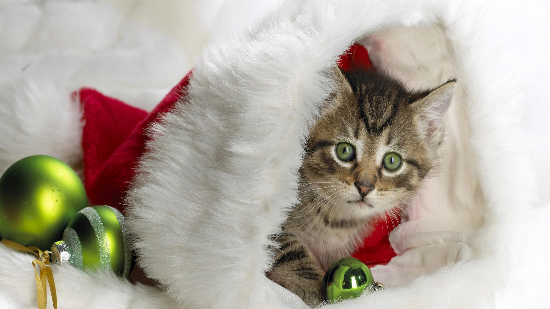 Christmas Cat Wallpapers