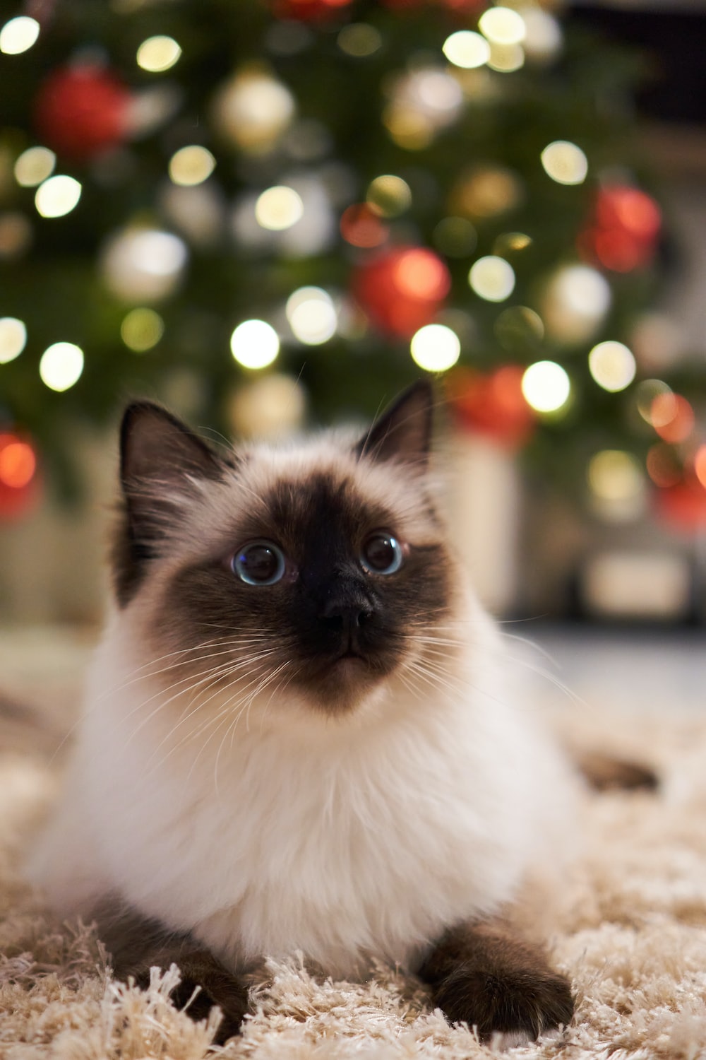 Christmas Cat Wallpapers