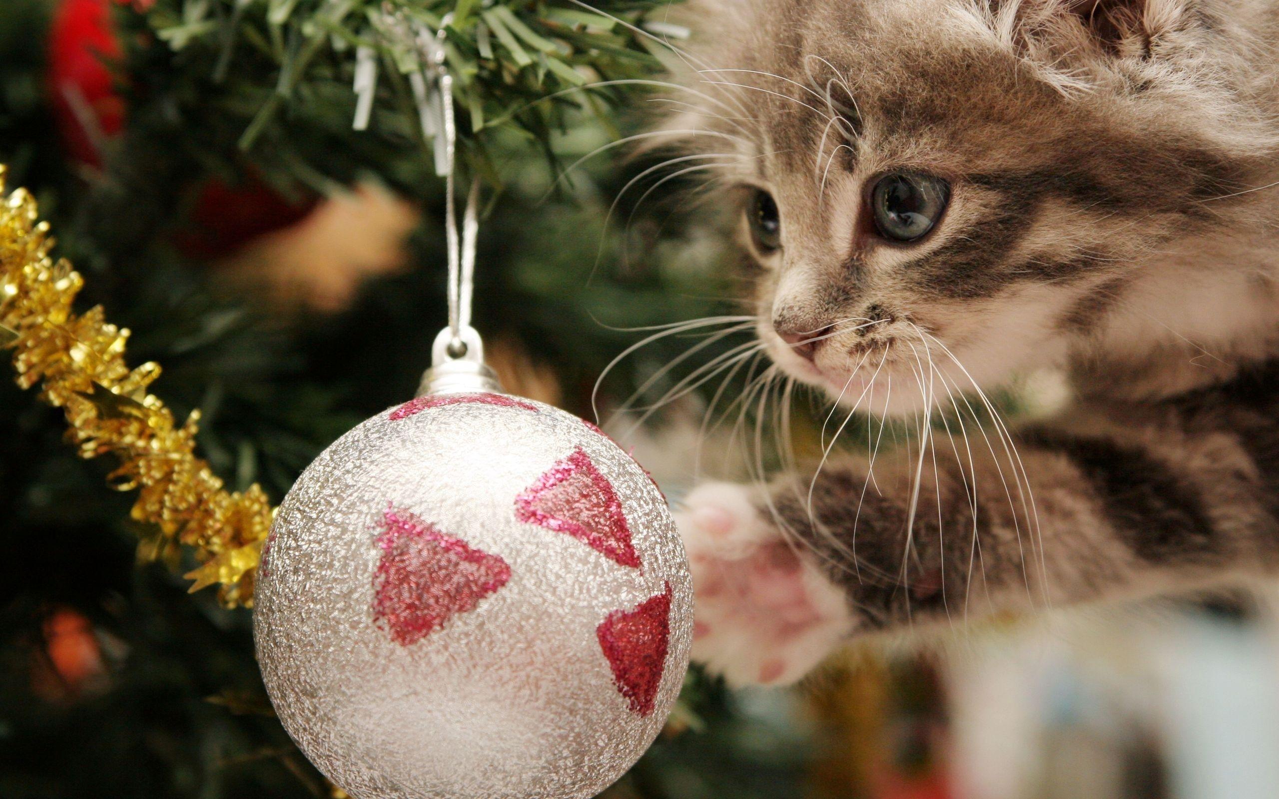 Christmas Cats Wallpapers