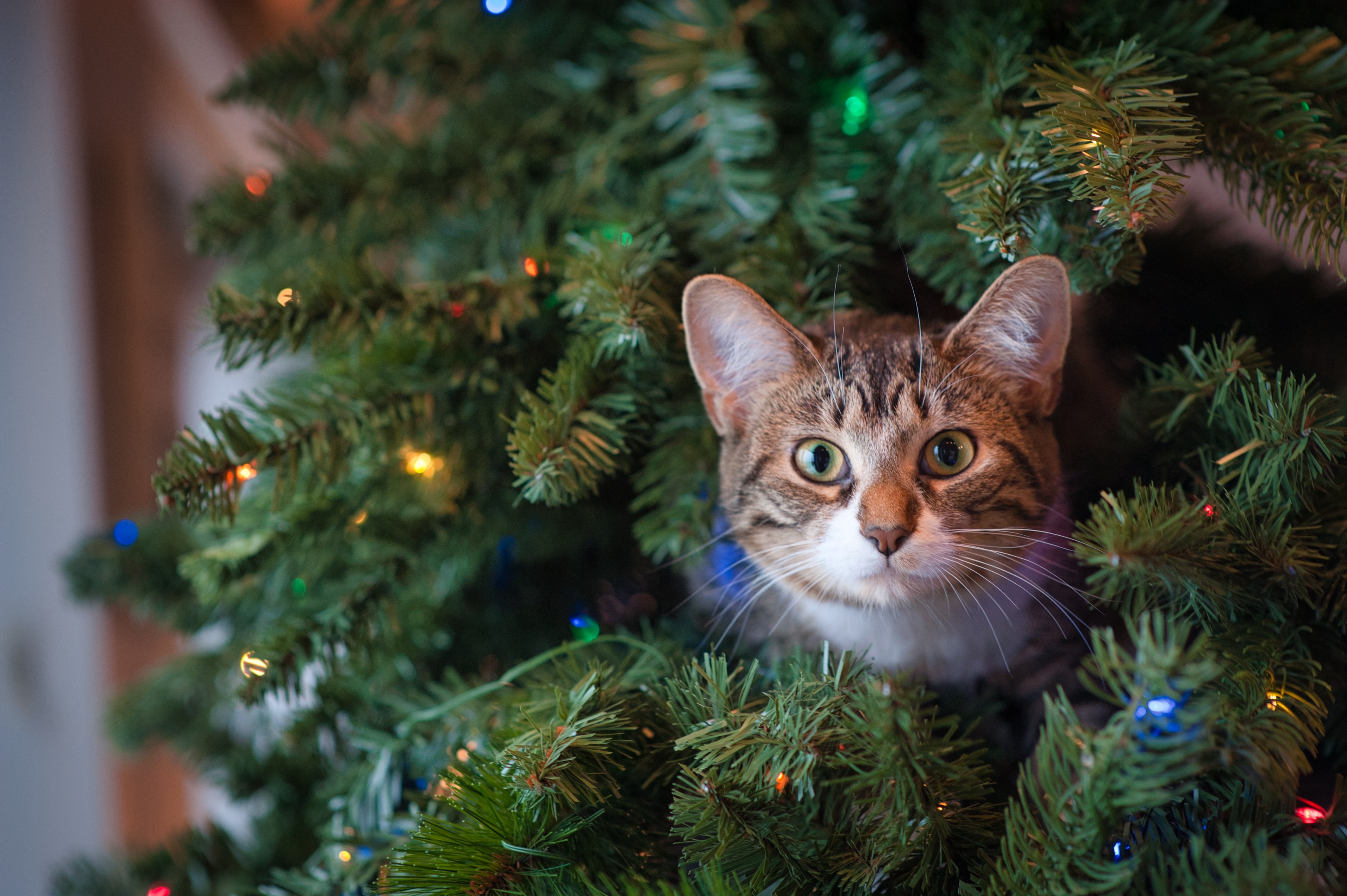 Christmas Cats Wallpapers