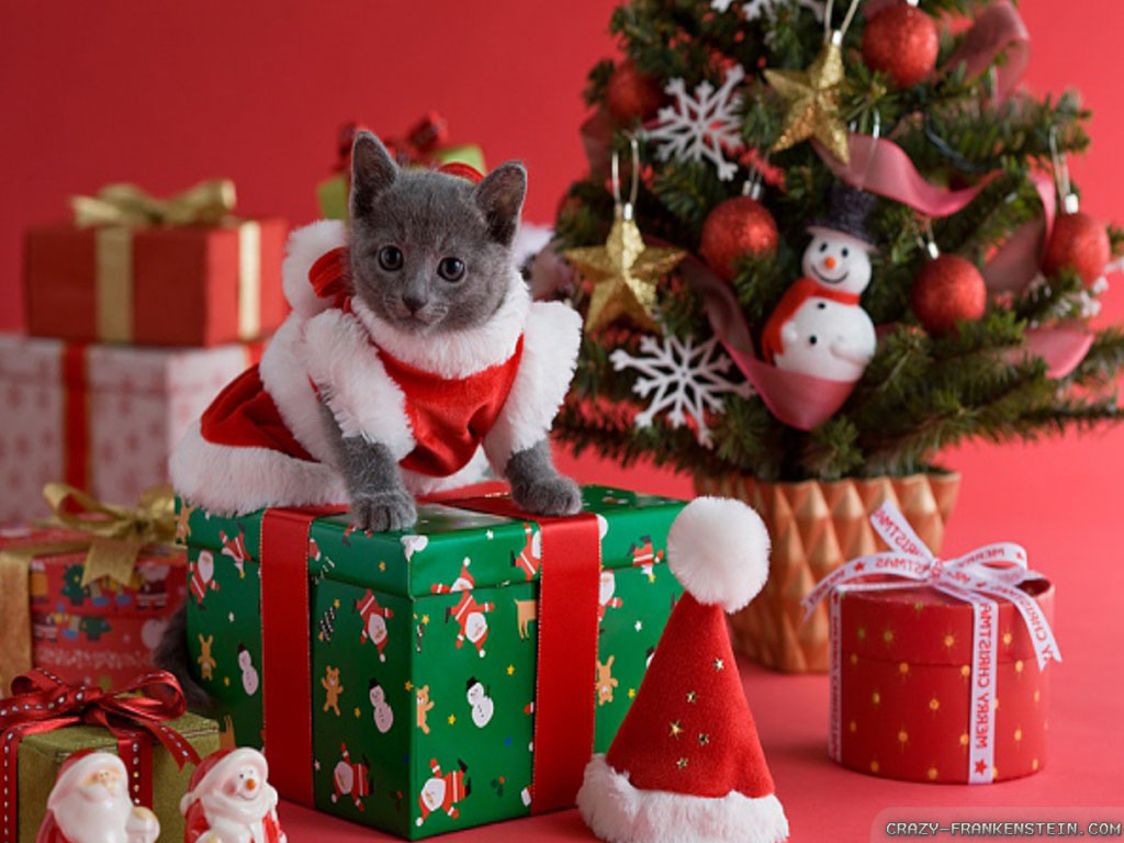 Christmas Cats Wallpapers