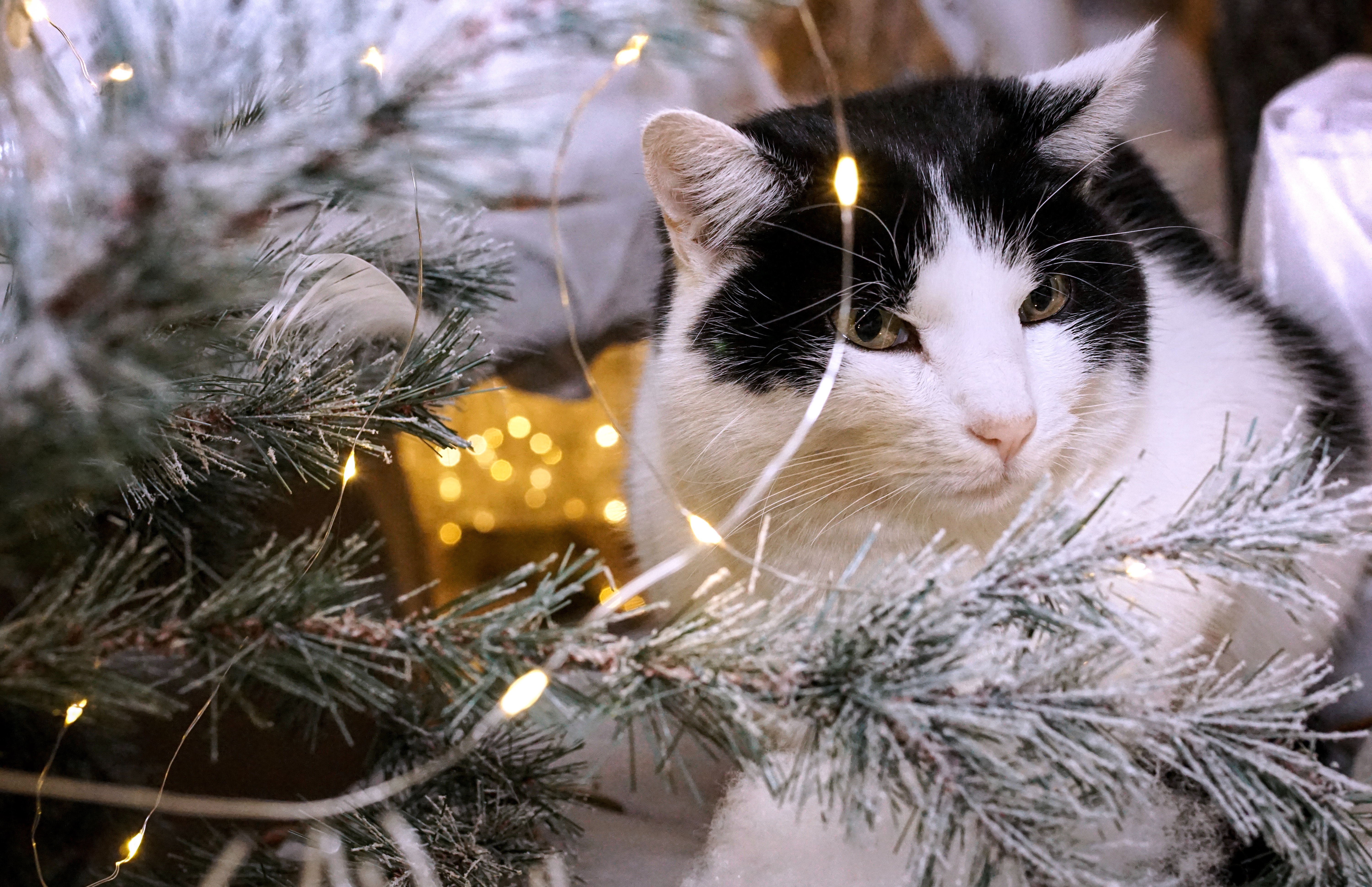 Christmas Cats Wallpapers