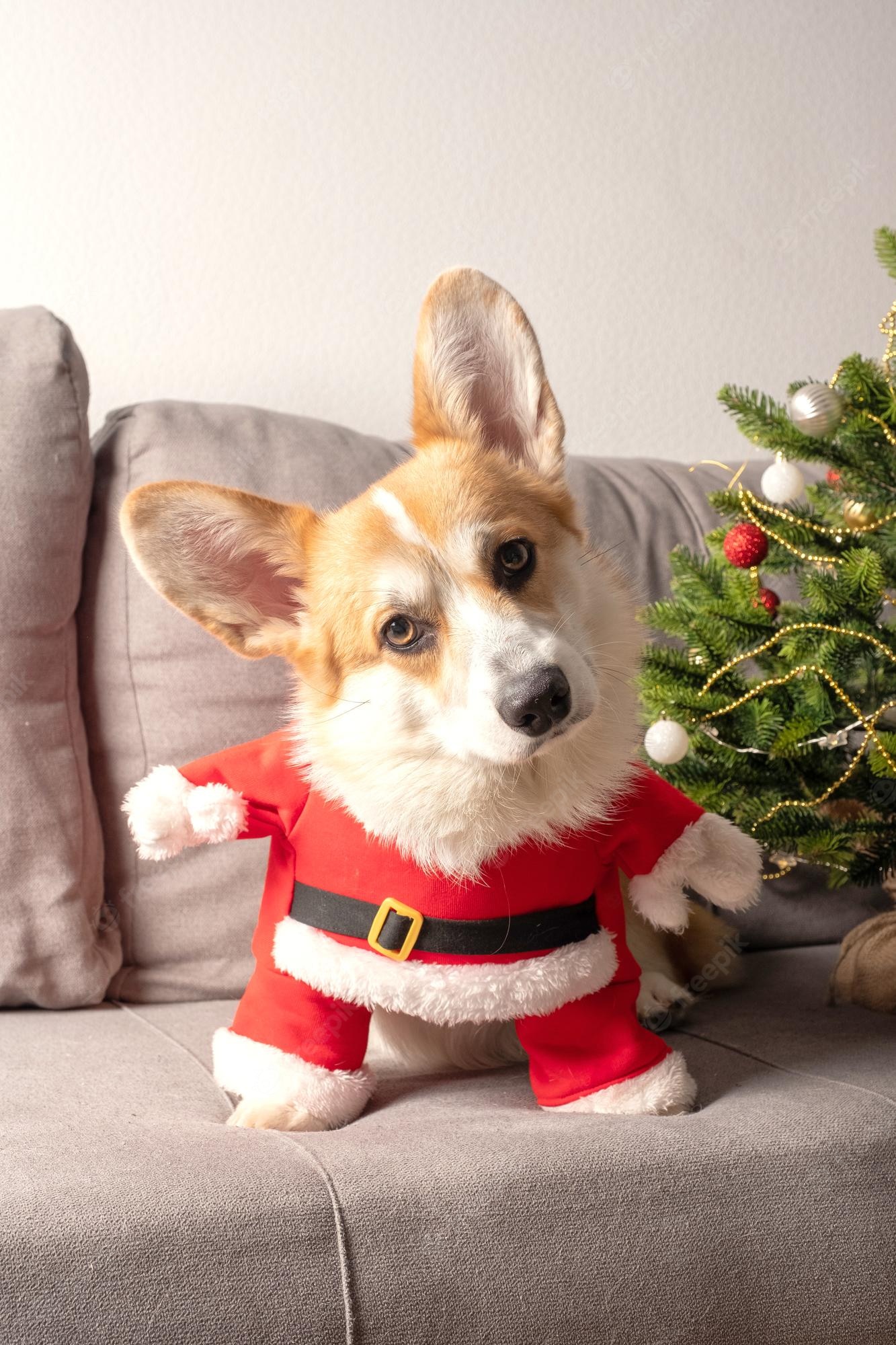 Christmas Corgi Wallpapers