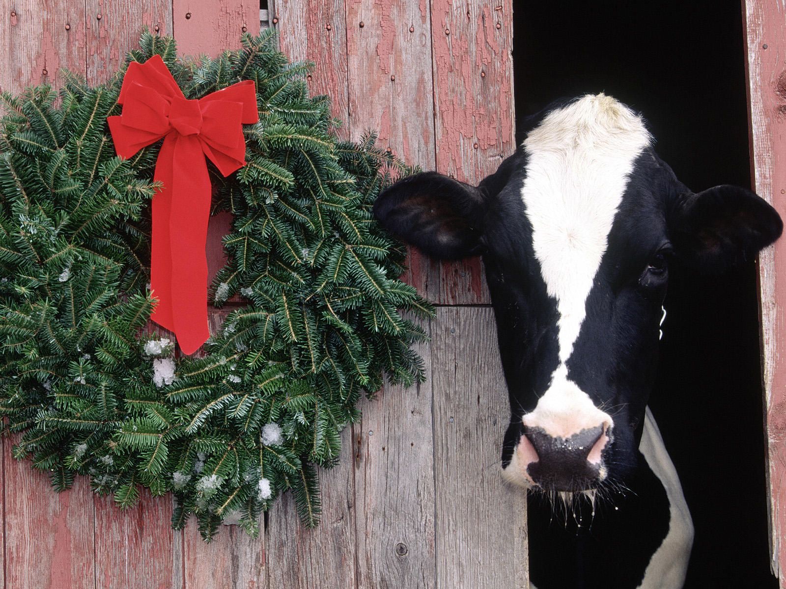 Christmas Cow Wallpapers