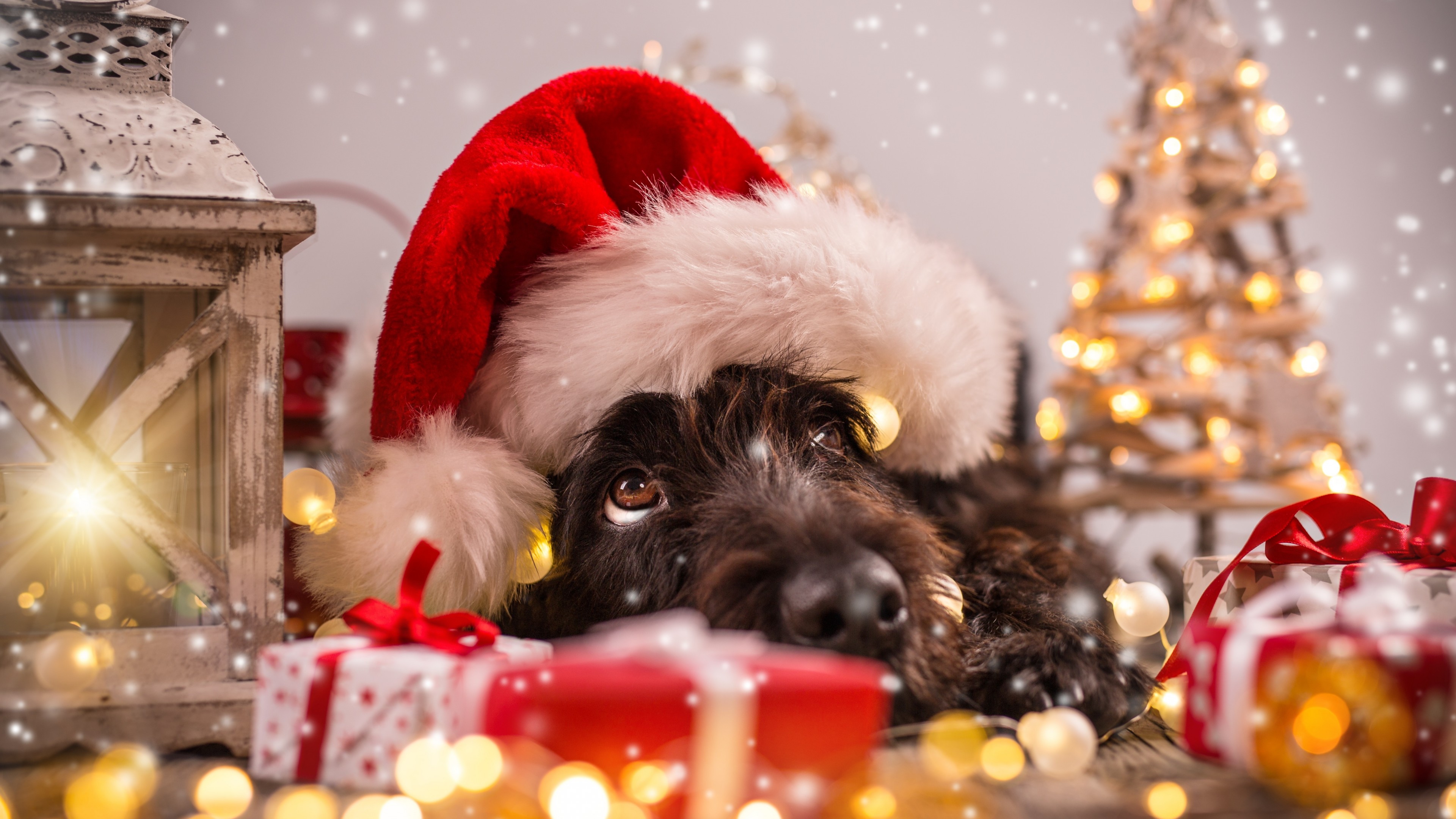 Christmas Dog Wallpapers