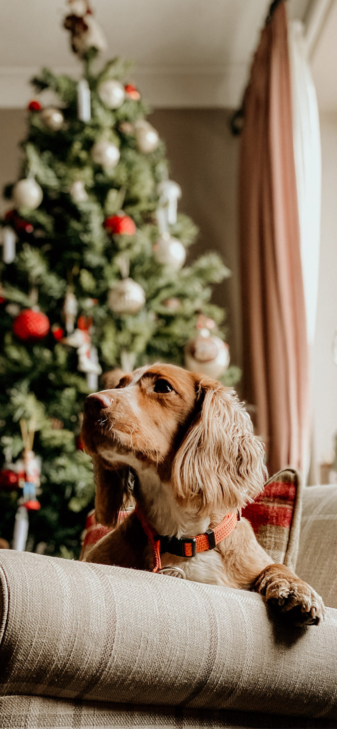 Christmas Dog Wallpapers