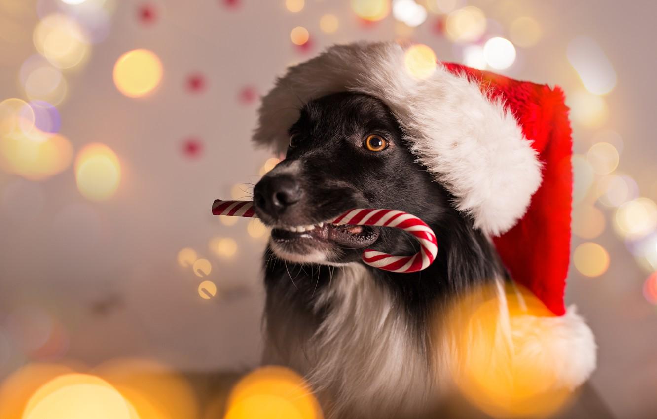 Christmas Dog Wallpapers