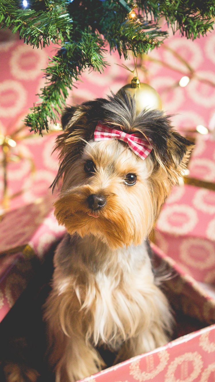 Christmas Dog Wallpapers