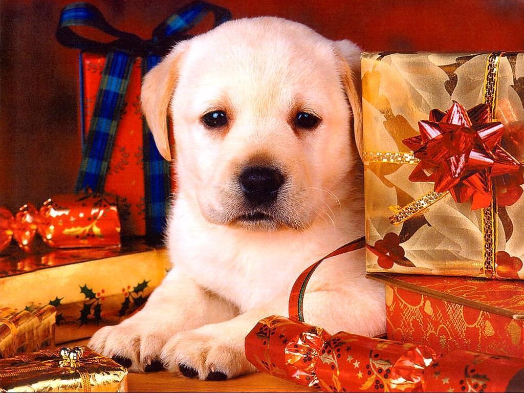 Christmas Dog Wallpapers